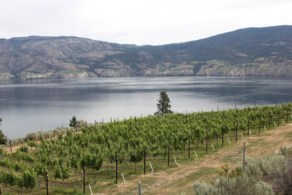 Sunshine And Wine Loft Hotell Penticton Exteriör bild